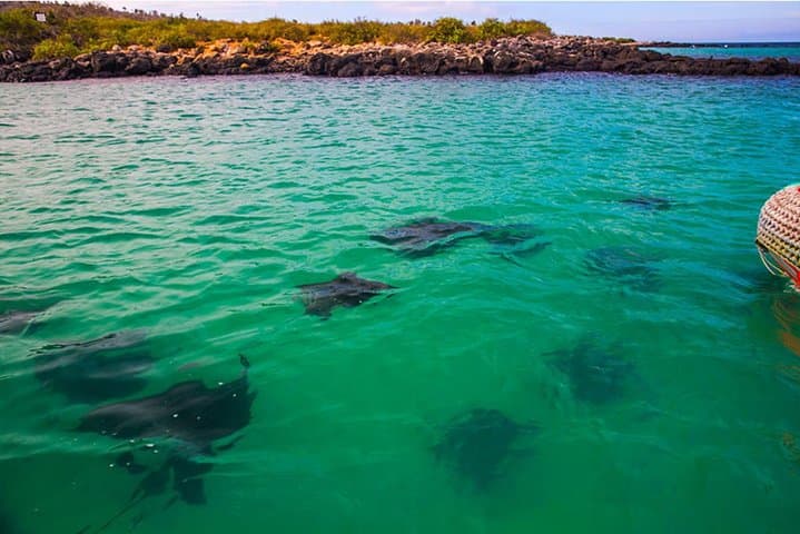 Full-Day Santa Fe & Playa Escondida Snorkeling Tour from Puerto Ayora photo 4