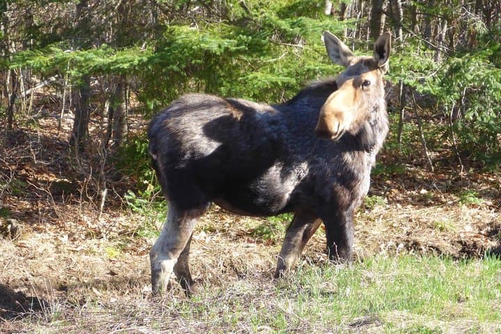 Exploring Algonquin Provincial Park: A Day Tour Escape from Toronto photo 3