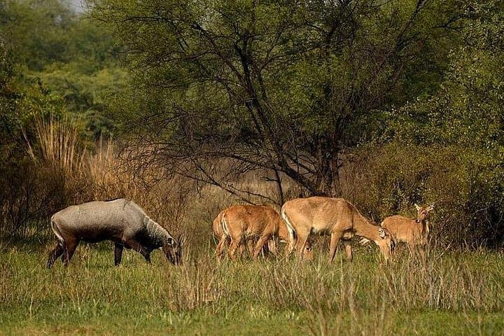 Bharatpur Birdwatching & Keoladeo Safari: Full-Day Wildlife Tour from Delhi photo 2