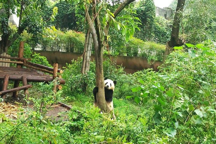 Chengdu Private Panda Tour and Afternoon Custom Sightseeing photo 6