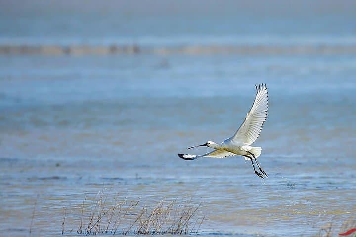 Full-Day Birdwatching at Nanji Hill, Poyang Lake — Day Trip from Nanchang photo 3