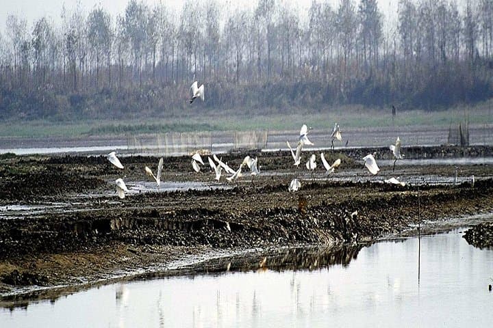 Full-Day Birdwatching at Nanji Hill, Poyang Lake — Day Trip from Nanchang photo 4