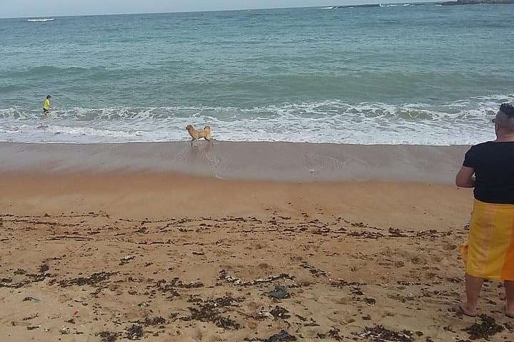 From Colombo to Galle Fort: Full-Day Coastal History and Turtle Hatchery Tour photo 4