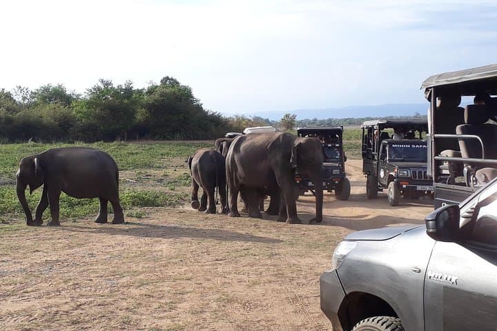 Udawalawe One-Day Elephant Safari from Colombo — Jeep Safari, Maha Saman Temple & Ratnapura Gems photo 3