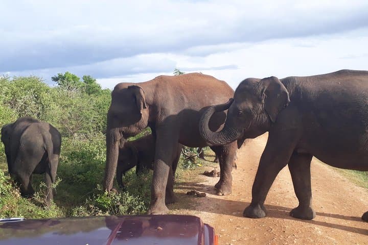 Udawalawe One-Day Elephant Safari from Colombo — Jeep Safari, Maha Saman Temple & Ratnapura Gems photo 4