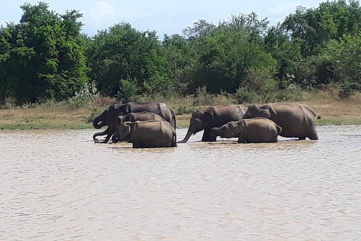 Udawalawe One-Day Elephant Safari from Colombo — Jeep Safari, Maha Saman Temple & Ratnapura Gems photo 5