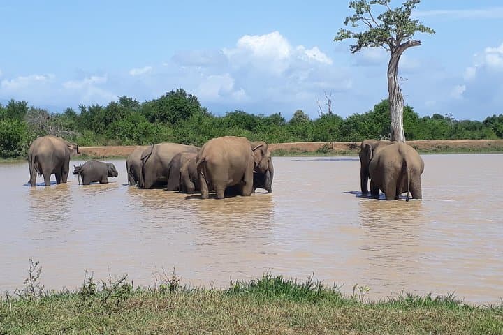 Udawalawe One-Day Elephant Safari from Colombo — Jeep Safari, Maha Saman Temple & Ratnapura Gems photo 6
