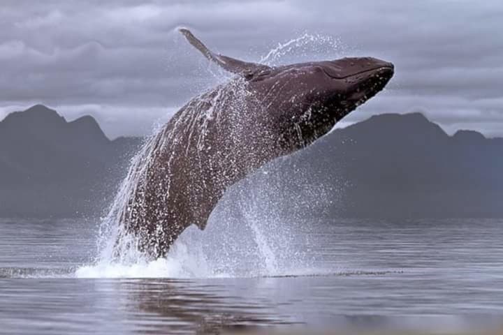 Cape Town to Hermanus Whale Watching and Hemel-en-Aarde Wine Tasting Day Tour photo 2