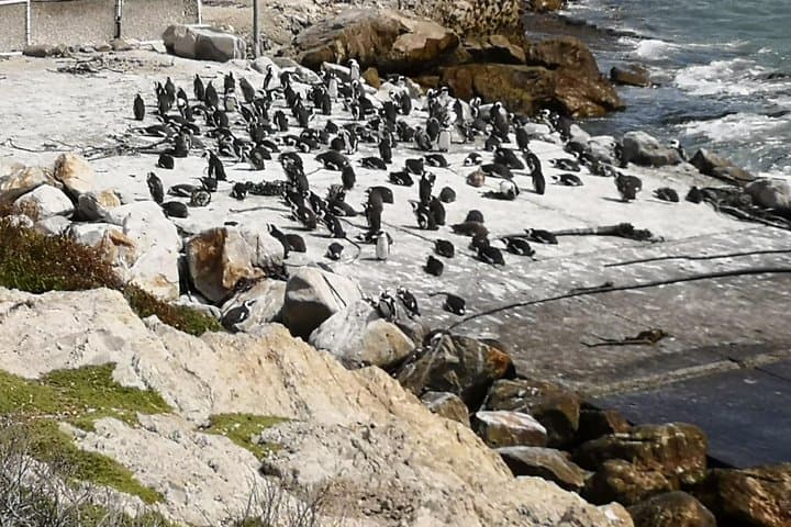 Private Whale Watching Tour from Cape Town to Hermanus (July–November) photo 3