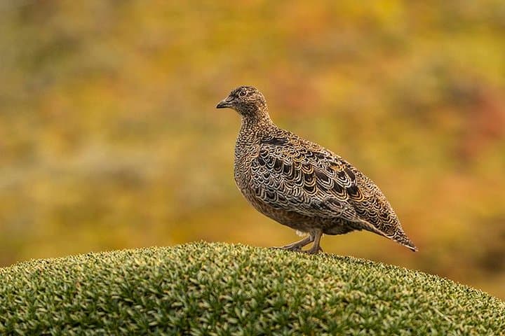Papallacta Pass & Guango Cloud Forest: Paramo Views, Hummingbirds and Hot Springs Day Trip from Quito