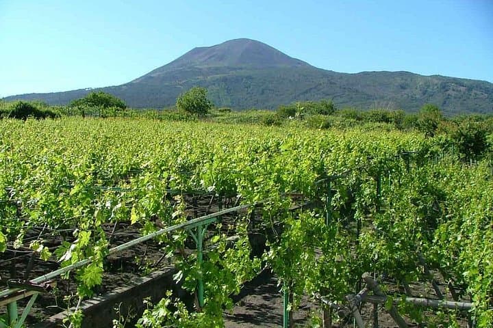 Hike Mount Vesuvius and Lacrima Christi Vineyard Tour from Sorrento photo 3