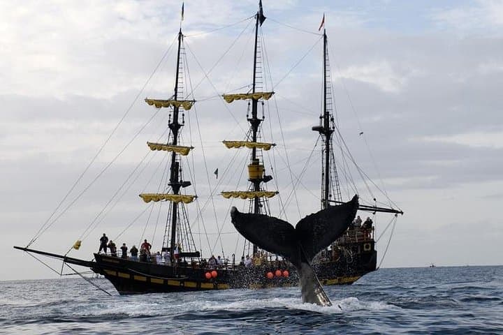 Sail the Bucaneer Queen: Whale-Watching Pirate Ship Cruise in Los Cabos photo 3
