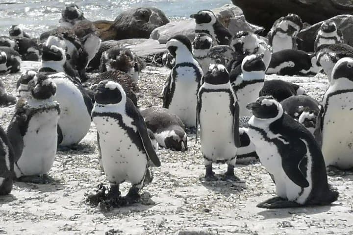 Private Cape Point & Penguin Day Tour from Cape Town photo 5