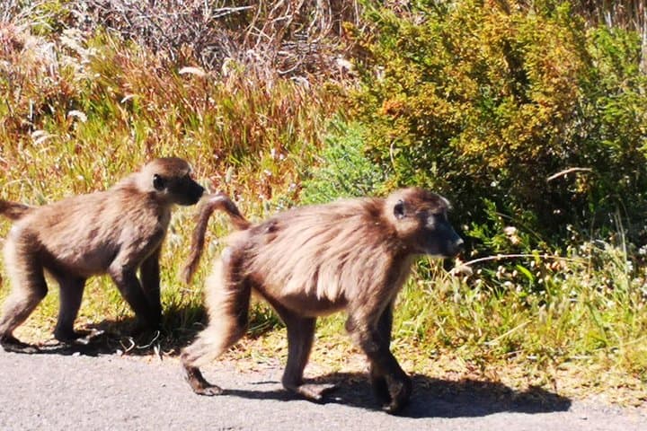 Private Cape Point & Penguin Day Tour from Cape Town photo 6