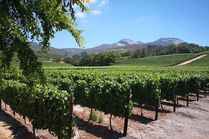 Private Cape Winelands Day Tour: Stellenbosch, Franschhoek & Paarl Wine Tasting from Cape Town photo 3