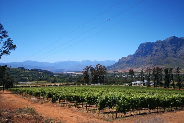 Private Cape Winelands Day Tour: Stellenbosch, Franschhoek & Paarl Wine Tasting from Cape Town photo 4