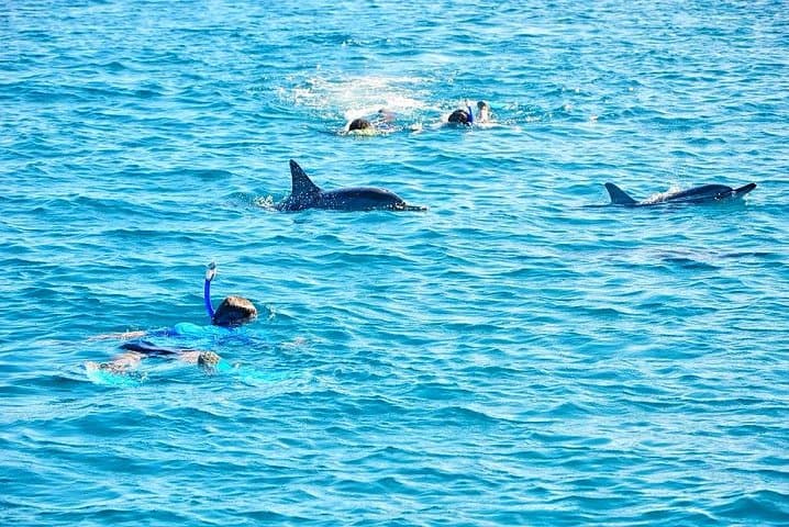 Mauritius Wild Dolphin Swim with Hotel Transfers — Tamarin Bay Dawn Encounter photo 5