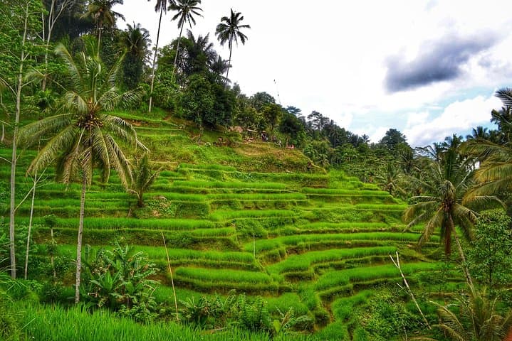 Ubud Traditional Tours: Full-Day Monkey Forest, Rice Terraces & Waterfall Trek photo 6