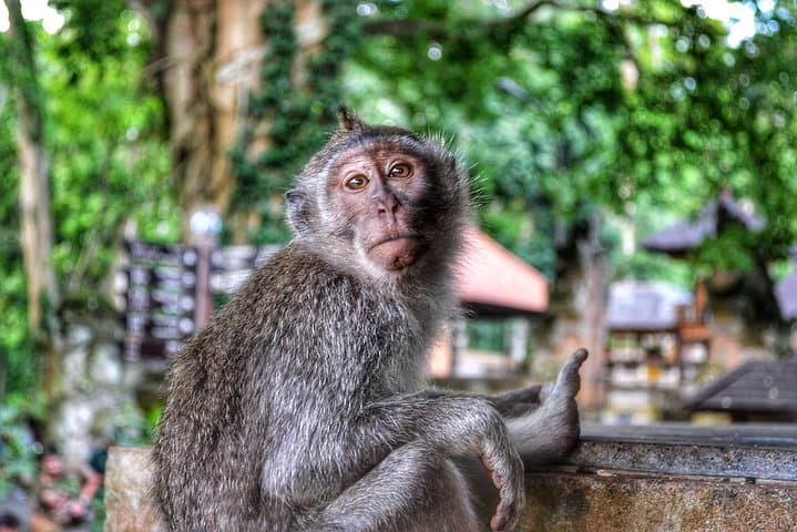 Ubud Monkey Forest, Rice Terraces & Tegenungan Waterfall: Private Day Tour photo 5