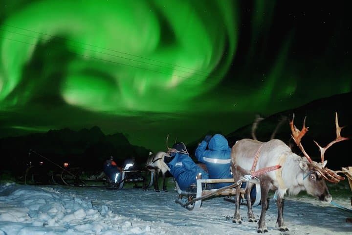 Reindeer Sledding and Sami Evening: Northern Lights Tour from Tromsø photo 3