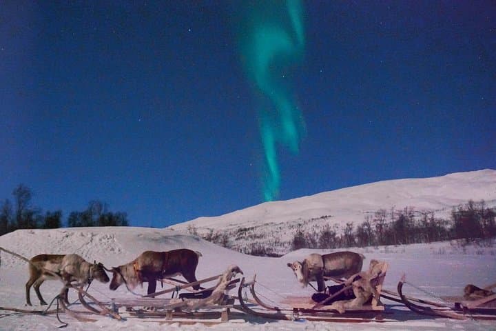Reindeer Sledding and Sami Evening: Northern Lights Tour from Tromsø photo 4