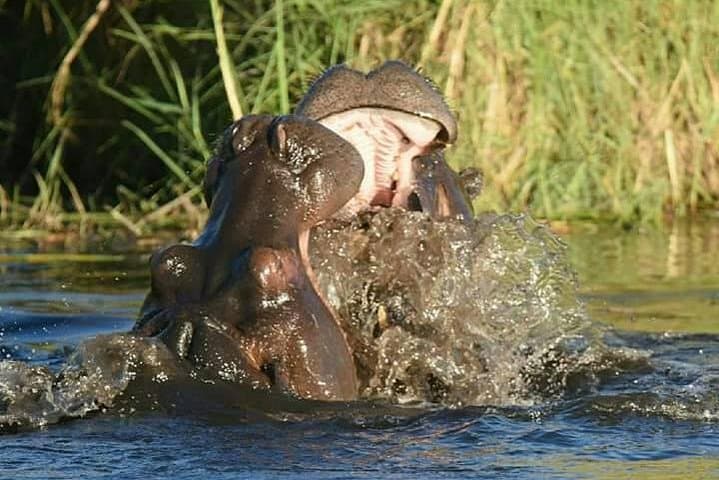 Chobe Day Trip: Game Drive and River Cruise from Kasane photo 2