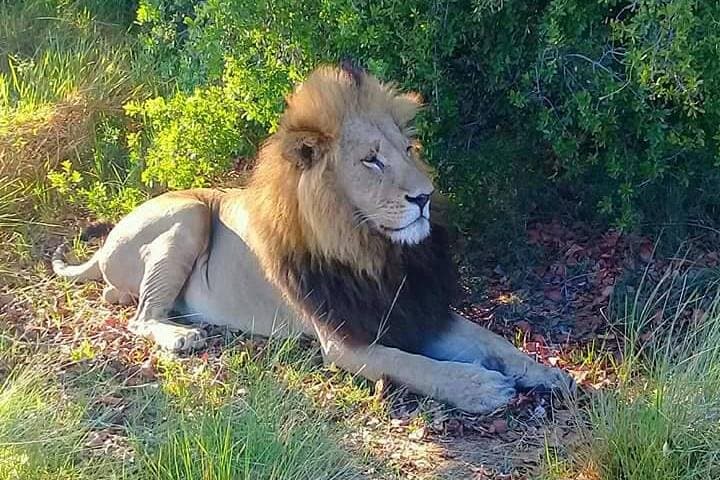 Chobe Day Trip: Game Drive and River Cruise from Kasane photo 3