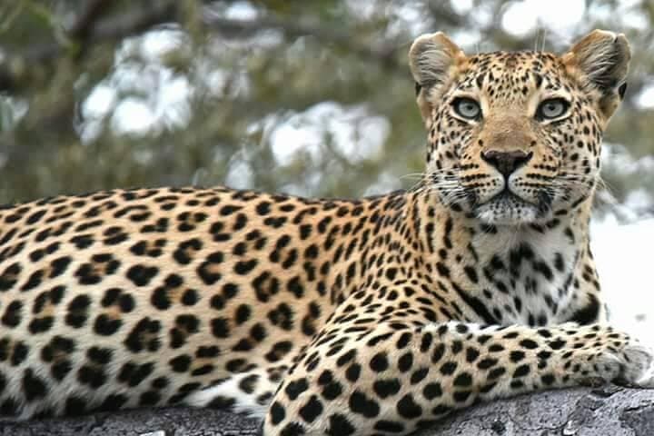Chobe Day Trip: Game Drive and River Cruise from Kasane photo 4