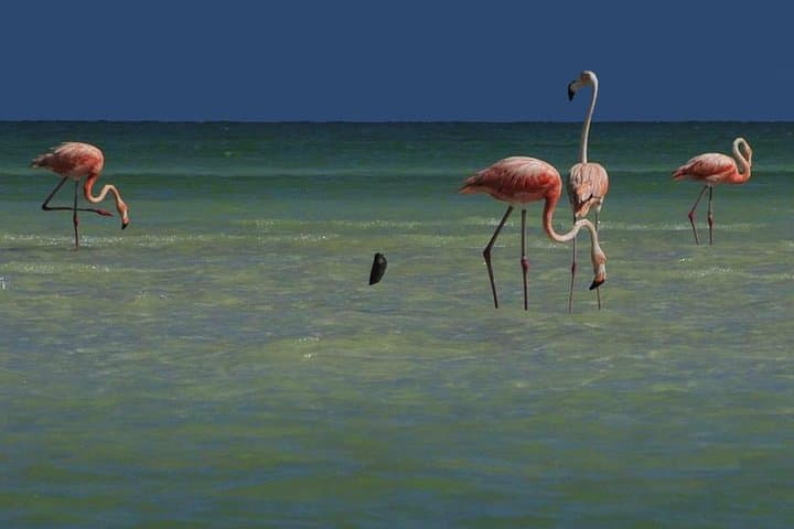 Holbox Island Private Day Tour from Riviera Maya & Cancun photo 3