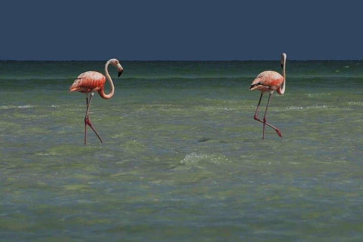 Holbox Island Private Day Tour from Riviera Maya & Cancun photo 4