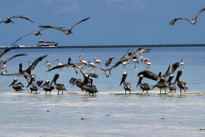 Holbox Island Private Day Tour from Riviera Maya & Cancun photo 5