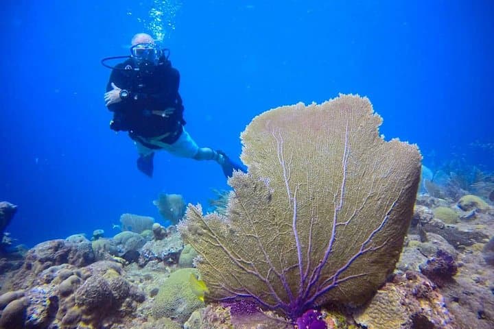 First Breath Underwater: Discover Scuba Diving in Sosúa Bay photo 5