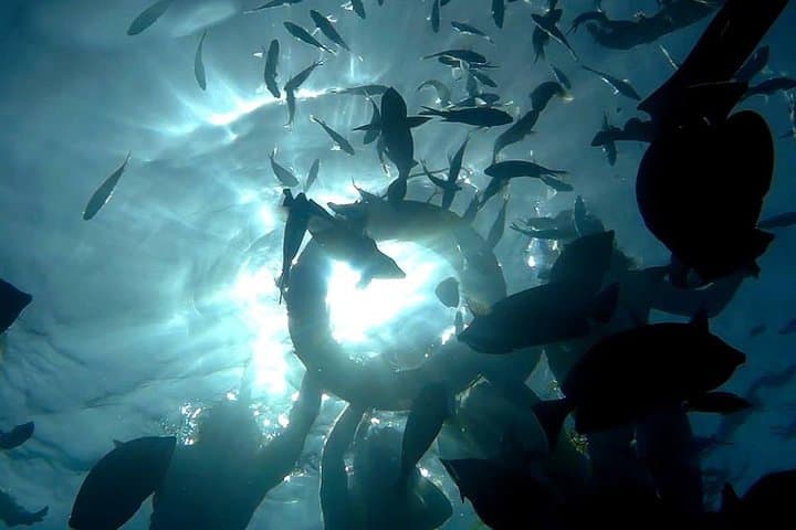 PADI Rescue Diver Course in Hurghada: Learn Emergency Skills on the Red Sea photo 2