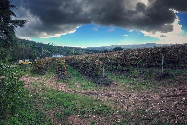 Arrábida, Palmela & Azeitão Private Tour — Wine Tasting, Coastal Views & Historic Castles photo 5