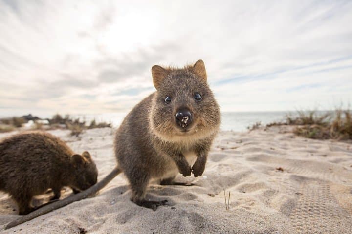 Rottnest Bayseeker Bus Tour: 90-Min Guided Island Loop from Hillarys photo 4