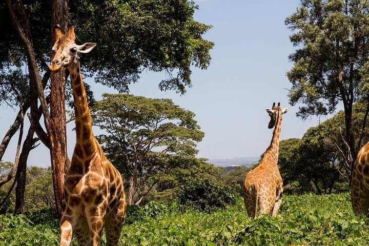 Giraffe Centre, Elephant Orphanage & Karen Blixen Day Tour with Carnivore Lunch — Nairobi
