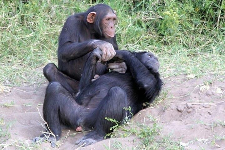 Ol Pejeta Day Tour from Nairobi — See Northern White Rhinos & Chimp Sanctuary photo 2