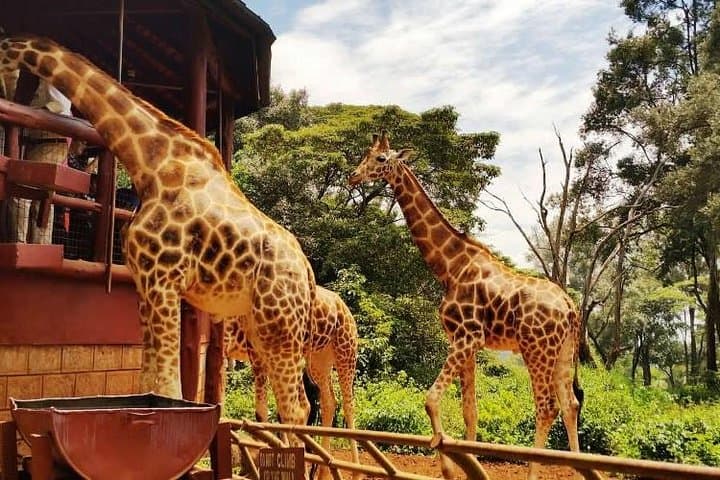 Nairobi Day Tour: Giraffe Center & Karen Blixen Museum — Conservation, Culture and Craft photo 2