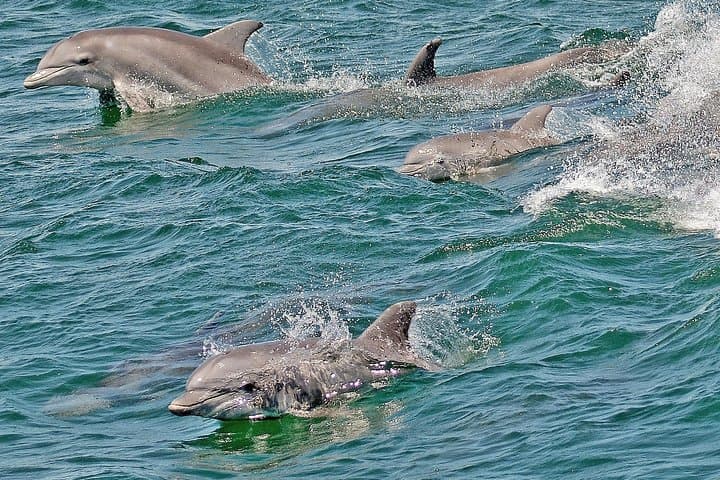 Cape May Whale & Dolphin Watching Cruise — 3-Hour Offshore Marine Safari photo 5