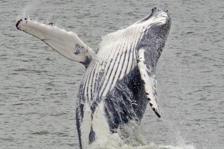 Cape May Whale & Dolphin Watching Cruise — 3-Hour Offshore Marine Safari photo 4