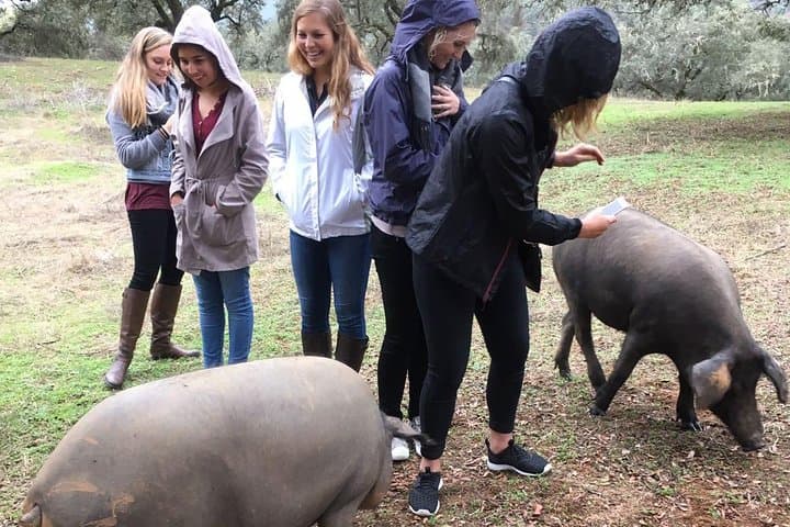 Seville to Aracena: Private Pig Farm & Old-Village Ham Tasting Day Tour