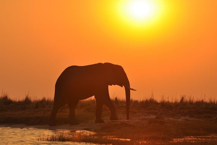 Chobe National Park Game Drive: Kasane Safari for Elephants & Birdlife photo 3
