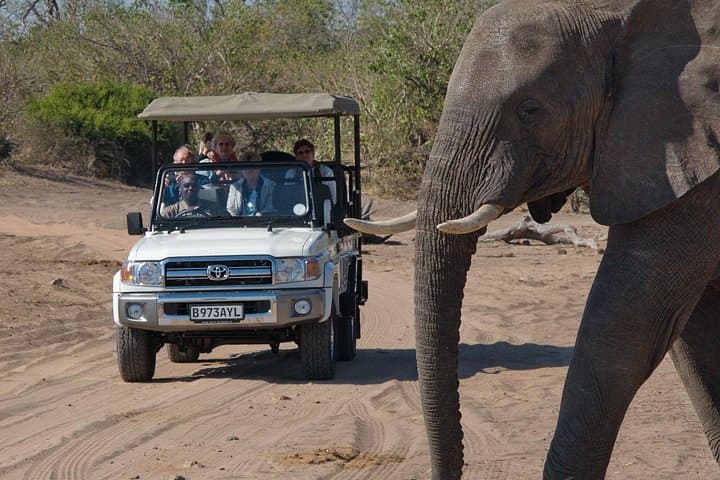 Chobe National Park Game Drive: Kasane Safari for Elephants & Birdlife photo 4