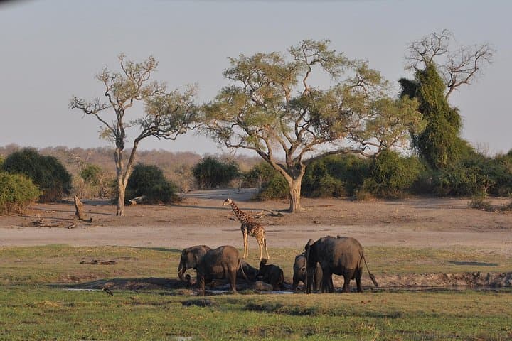 Chobe National Park Game Drive: Kasane Safari for Elephants & Birdlife photo 5