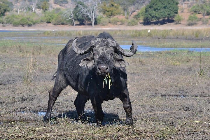 Chobe National Park Game Drive: Kasane Safari for Elephants & Birdlife photo 6