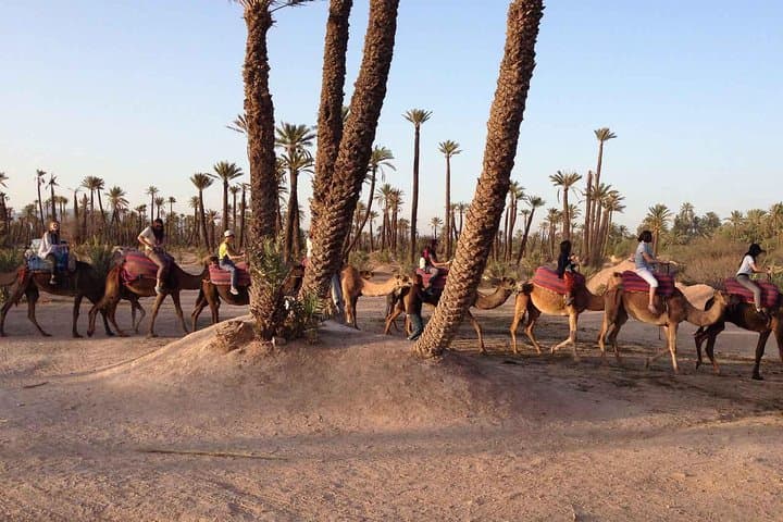 Camel Ride in Marrakech Palmeraie: 1-Hour Camel Trek & Berber Tea Experience photo 4