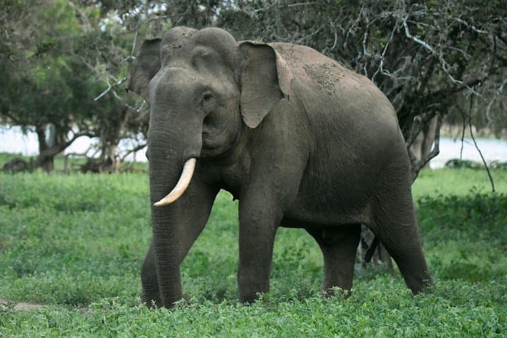 Full-Day Big 3 Safari & Birding in Yala National Park photo 2