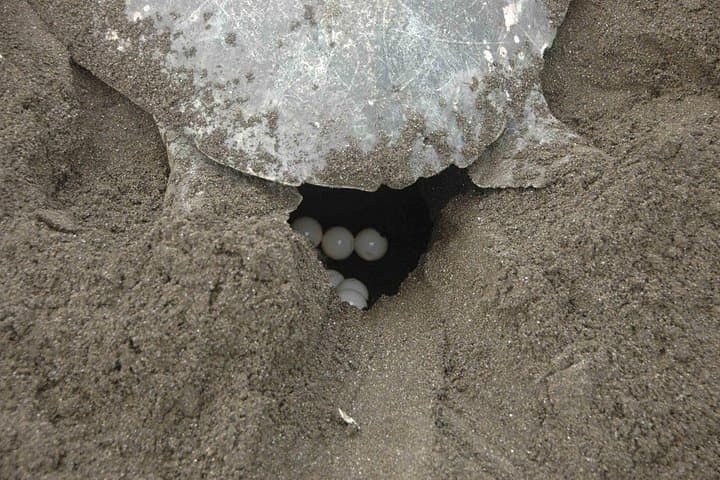 Tamarindo Night Turtle Nesting Tour — Watch Olive Ridley and Green Sea Turtles Lay Eggs photo 2