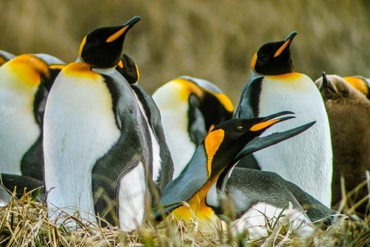King Penguin Encounter and Tierra del Fuego Day Trip from Punta Arenas