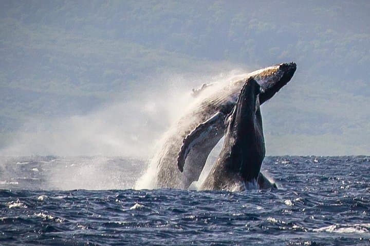 Ka'anapali Whale Watching Cruise with Open Bar — Humpback Tours from Lahaina